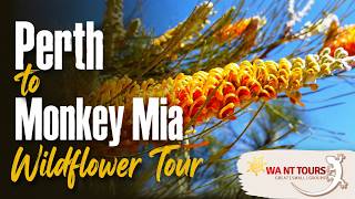 Information Perth to Monkey Mia Wildflower Tour | 6 Days: Pinnacles, Kalbarri & Dolphins Update