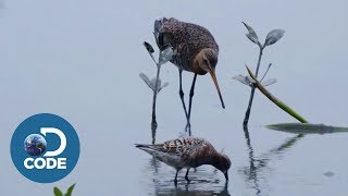 Where Did Influenza Come From?