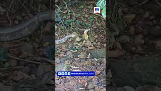 കലല ആരയങകവ ചകക പസററന സമപതത നനന രജവമപലയ പടകട Kollam King Cobra