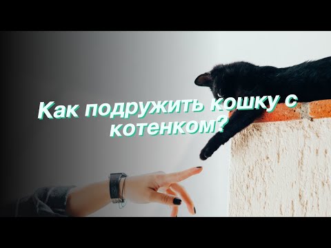 Видео: Руководство по здоровью кошки: от котенка до пожилой кошки