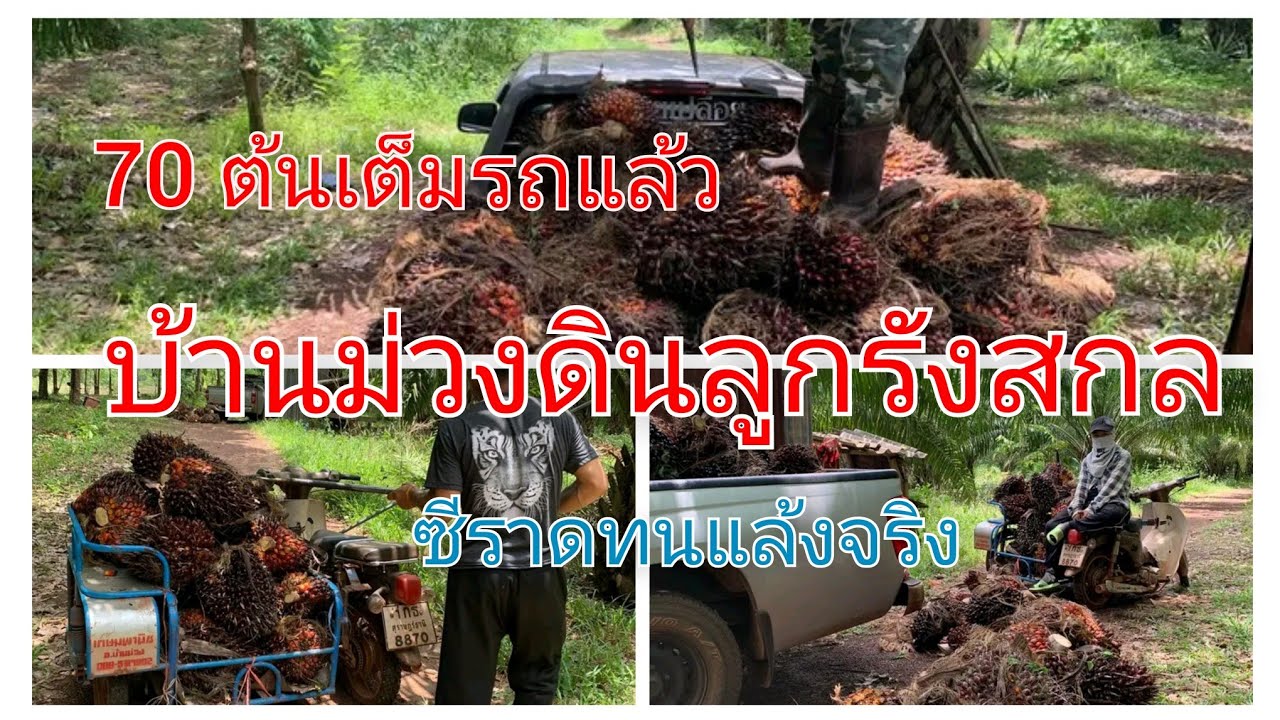 ตัดปาล์มพันธุ์ซีราดที่สกลบ้านม่วงลูกดกจริง 300ต้นแบ่งตัด3วันครับ