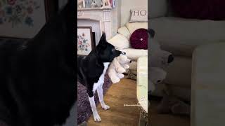 Barney the Tv border collie knows why we are here  watch until the end