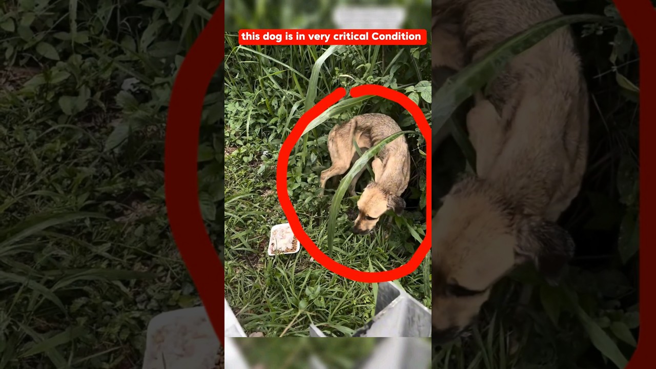 Amazing Act of Kindness | Man serving Food 