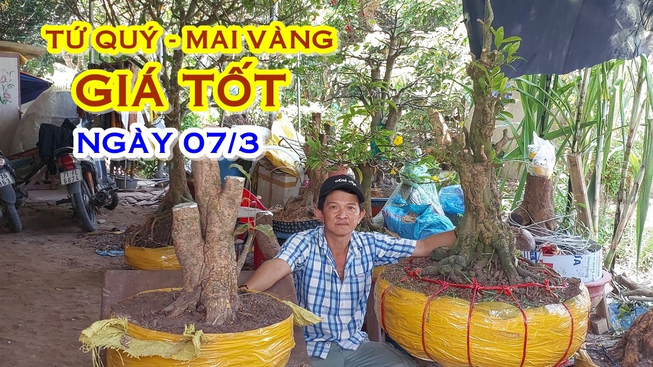 ANH NĂM 📲 O788822277 GIÁ TỐT - MAI TỨ QUÝ, MAI VÀNG GIAO LƯU NGÀY 07/3 