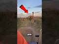Que som a girafa faz? #curiosidades #shorts #giraffe