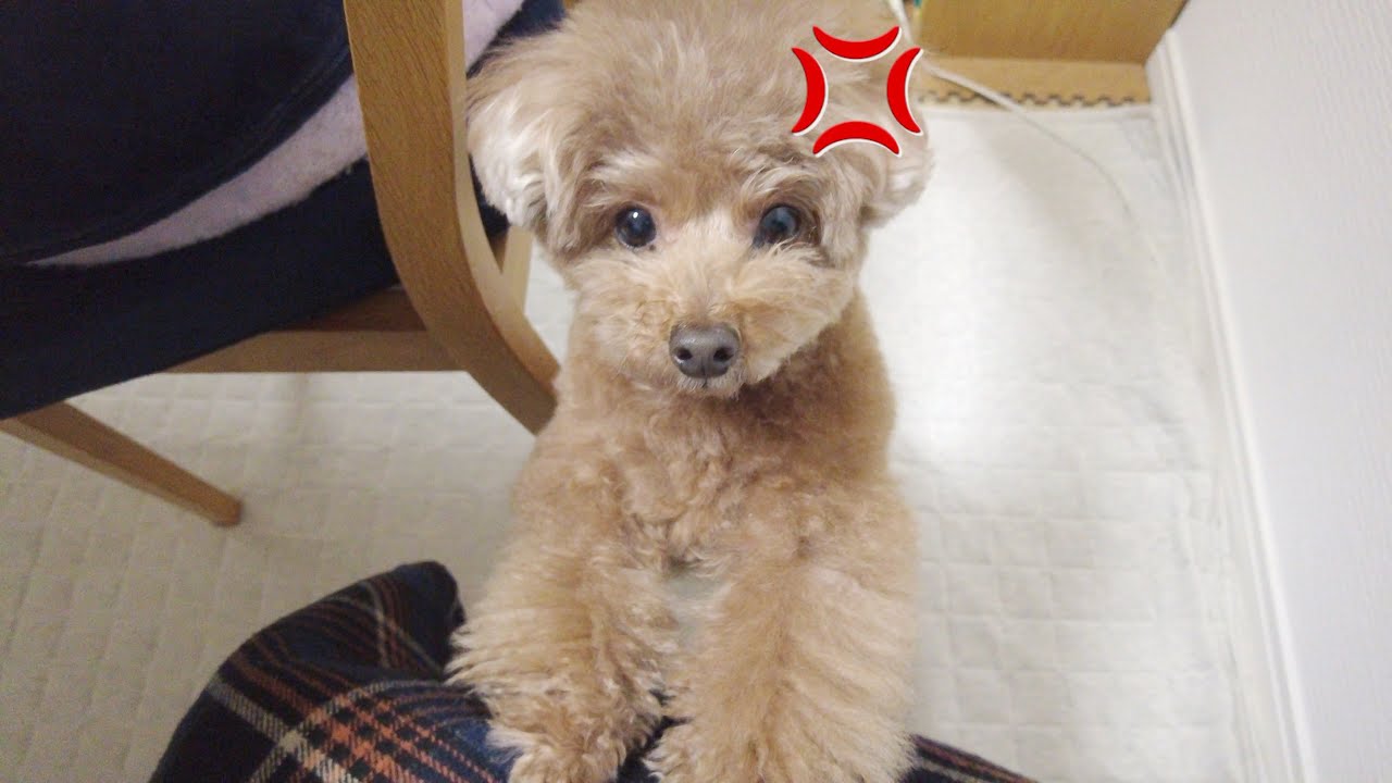 忘年会で帰りが深夜になったパパに普段温厚な兄犬ガチギレしました