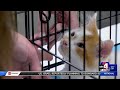 500 animals available for adoption at Best Friends Super Adoption Event