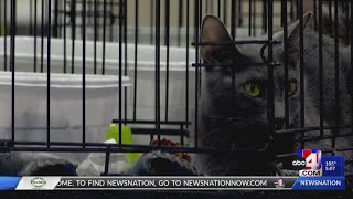 500 animals available for adoption at Best Friends Super Adoption Event