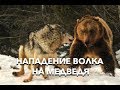 #1 Вести из леса. Нападение волков на медведей. Польша.