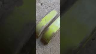 Лижі  на Claas Dominator 48 58. Допоможіть скласти на них ціну!!!!