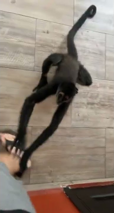 Monyet Mencengkeram Kaki Seorang Pria Lalu Dipisahkan Oleh Temannya