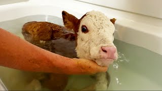 I Saved This Calfs Life By Giving it a Bath!