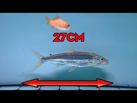 Video Cá hổ CONGO GOLIATH hiện tại như thế nào ?!? #hugoduong - youtube