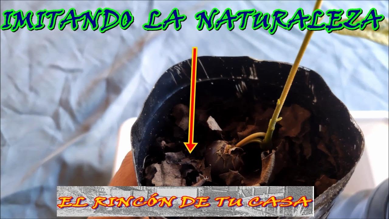 como GERMINAR CASTAÑAS para hacernos con un ÁRBOL DE CASTAÑO