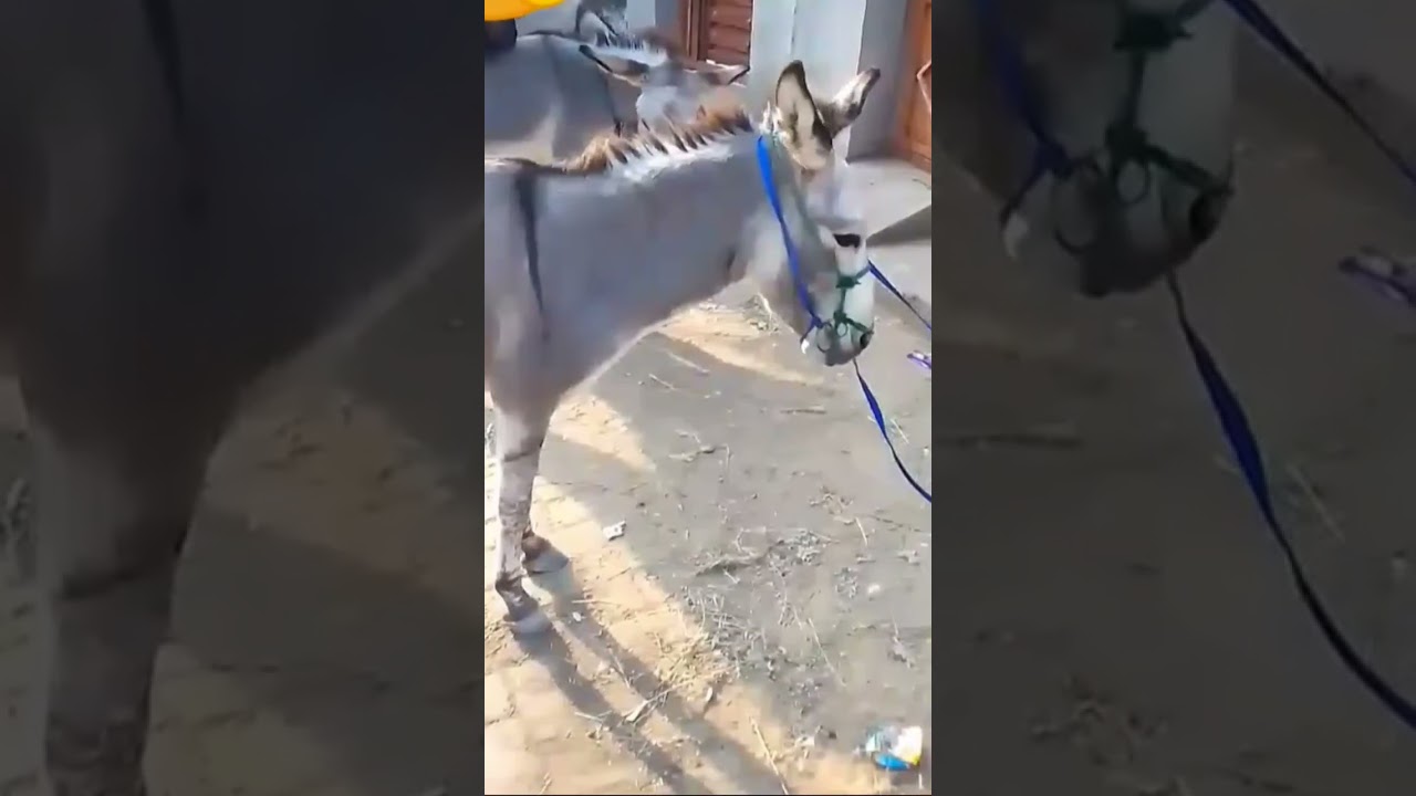 #donkey
