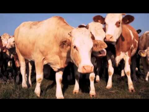 მე ვარ ფერმერი- მეცხოველეობა