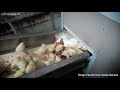 Animal Equality's Campaign Exposing the U.S. Egg Industry’s Routine Slaughter of Newborn Chicks