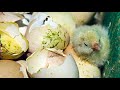 Animal Equality's Campaign Exposing the U.S. Egg Industry’s Routine Slaughter of Newborn Chicks