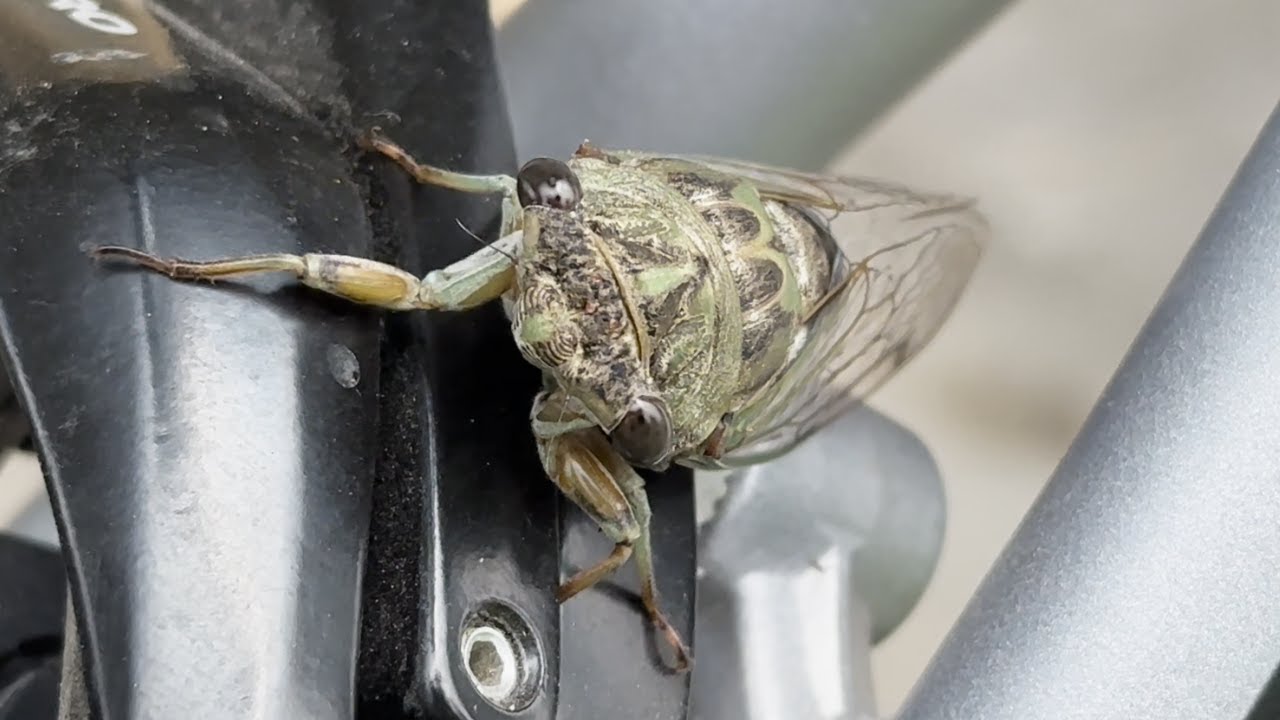 Annual cicada