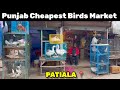 Punjab cheapest birds market           pigeon birdsmarket