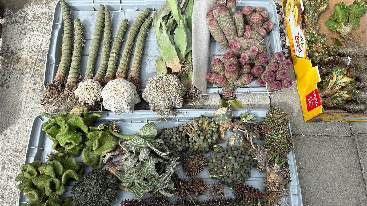 5/26: Caralluma restrospiciens, speciosa, socotrana, eulychina castanea, euphoria heteropodum var 🌵