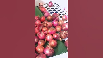 High Quality Onion Grading Sorting Machine