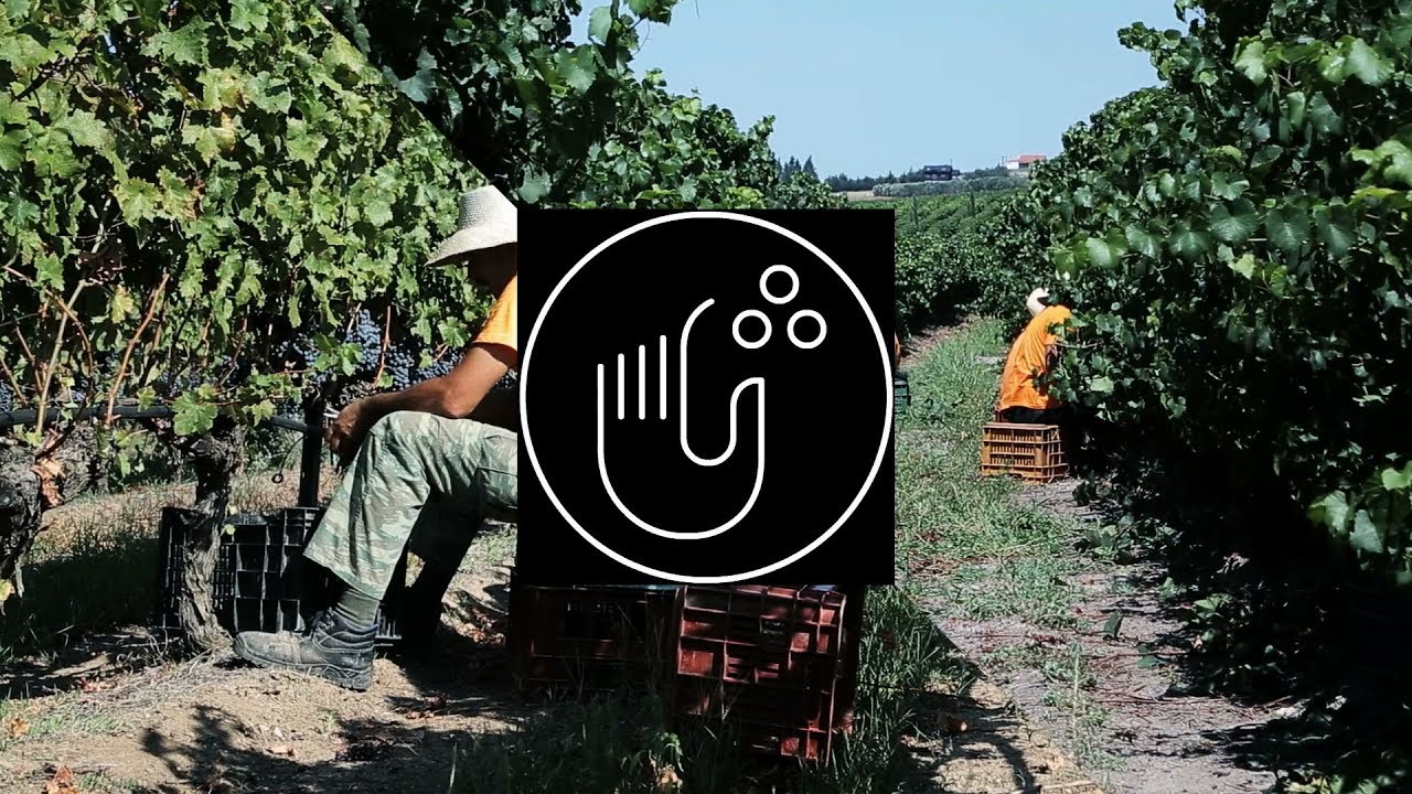 Από τον τρύγο στην ετικετοποίηση  //  From vine harvest to labelling Ktima Gerovassiliou