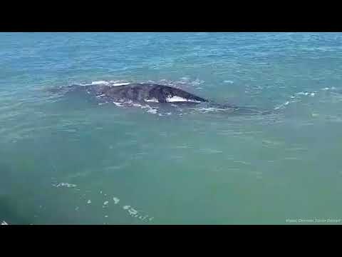 Encuentro con ballena en Monte Hermoso