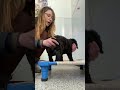 Name and explain with puppy labradoodle!