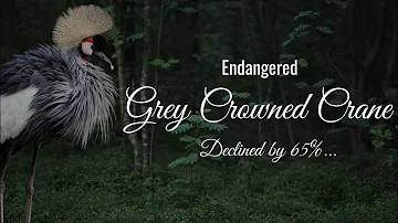 Endangered Bird of Africa: Magnificent Grey Crowned Crane