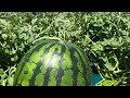 Japan Watermelon Farming ||Picking giant watermelon sweet &juicy|| watermelon plantation #shorts