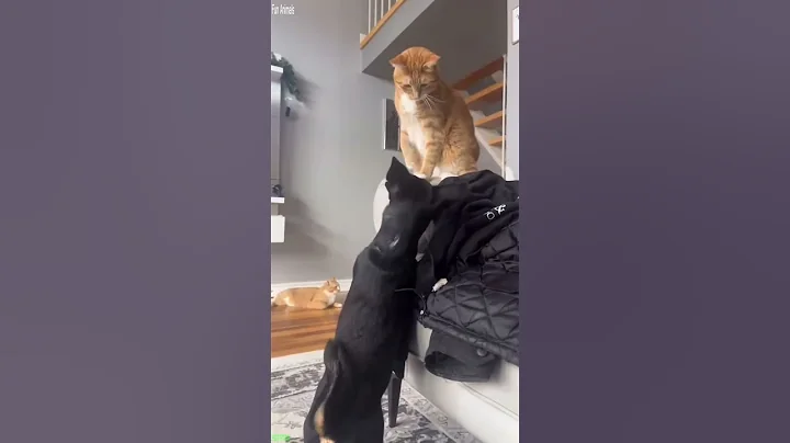 Video 11777371: laugh funny cats compilation, cat dog funny compilation, cat eyes funny