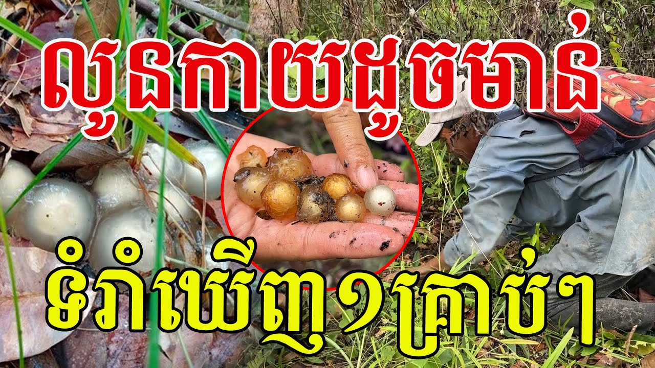 កាយស្លឹកឈើដូចមាន់ ទំរាំឃើញ១គ្រាប់ៗ សូមសរសើរលោកពូ ពូកែមើលណាស់