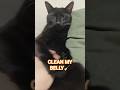 CLEAN MY BELLY! 🧹🐱🤚🏻 #cat #cute
