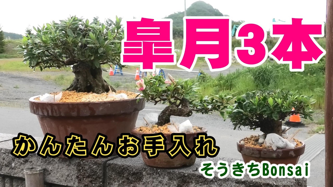Bonsai: Cleaning up today's three Satsuki azaleas - YouTube