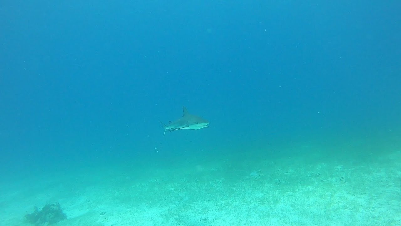 Caribbean Reef Shark
