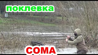 и снова сом зимой, живая поклевка сома на джиг. сом шатун #рыбалка