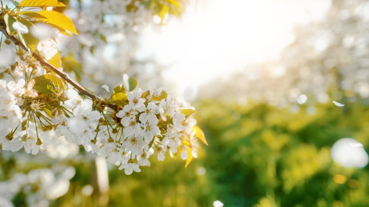 优美轻松的音乐•舒缓轻松的和平钢琴，大提琴和吉他音乐