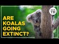 Are koalas going extinct?