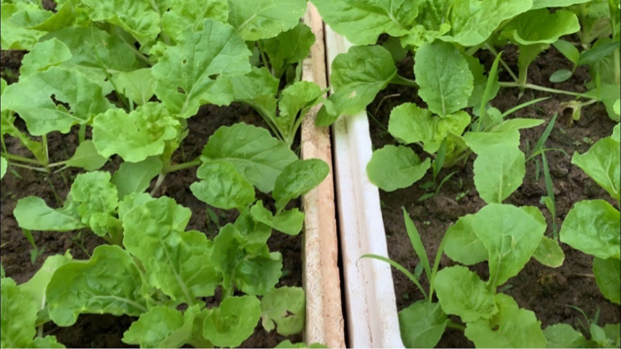 How To Grow Bok Choy In Container | How To Grow Bok Choy At Home | Growing Taiwanese Bok Choy