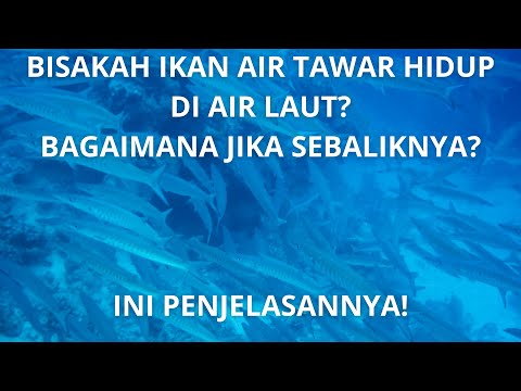 Video: Bisakah hiu bertahan hidup di air tawar?