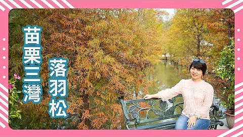 苗栗景點｜苗栗三灣落羽松莊園：絕美秘境｜免門票賞300棵落羽松｜Three Bay Tauranga Manor｜Miaoli Attractions｜Taiwan travel｜台灣旅行 - 天天要聞