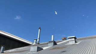 Seagull abatement works- controlpestuk.com