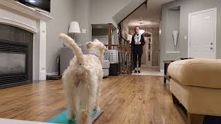 Gertie the Wheaten Terrier  Tricks