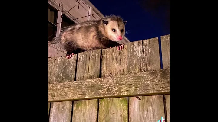 Sad story with a possum