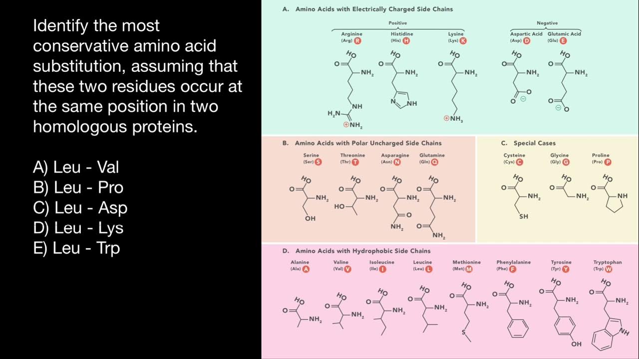 Amino Acid Substitution Rules YouTube