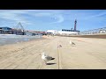 Blackpool seagulls want my burger 