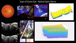 Continuum Robots with Equilibrium Modulation and OCT guidance