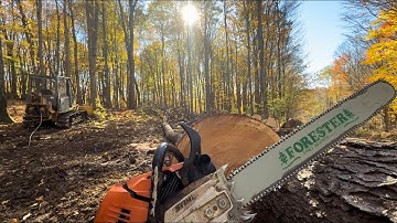 New logging job! Skidding with a dozer, felling trees & more!