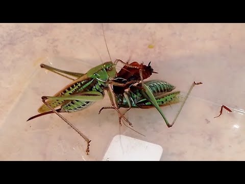 Женщина-Кузнечик отобрала добычу у мужчины (Katydid-Female took the prey from the male).